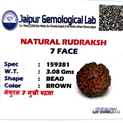 7 Mukhi Indonesia Rudraksha – Original & Certified Saatmukhi Bead